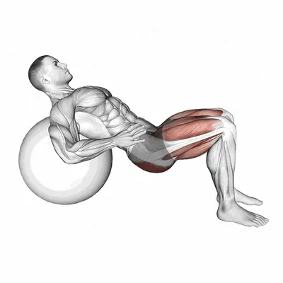 Lying Hip Lift (on stability ball) V2 exercise targeting Hips and Gluteus Maximus