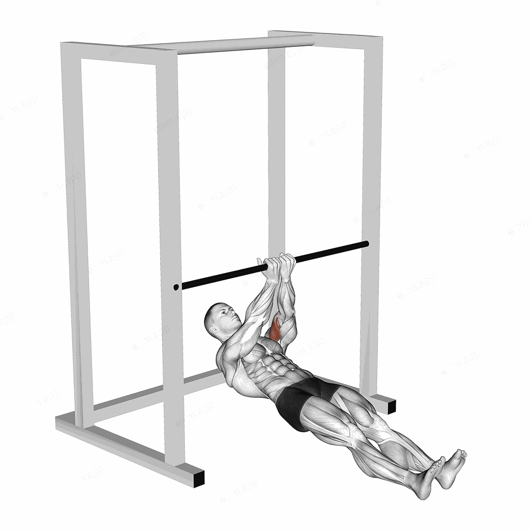 Bar Close Grip Biceps Curl exercise targeting Upper Arms