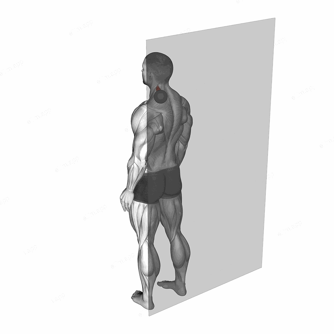 Roll Ball Scapula Levator exercise targeting Back