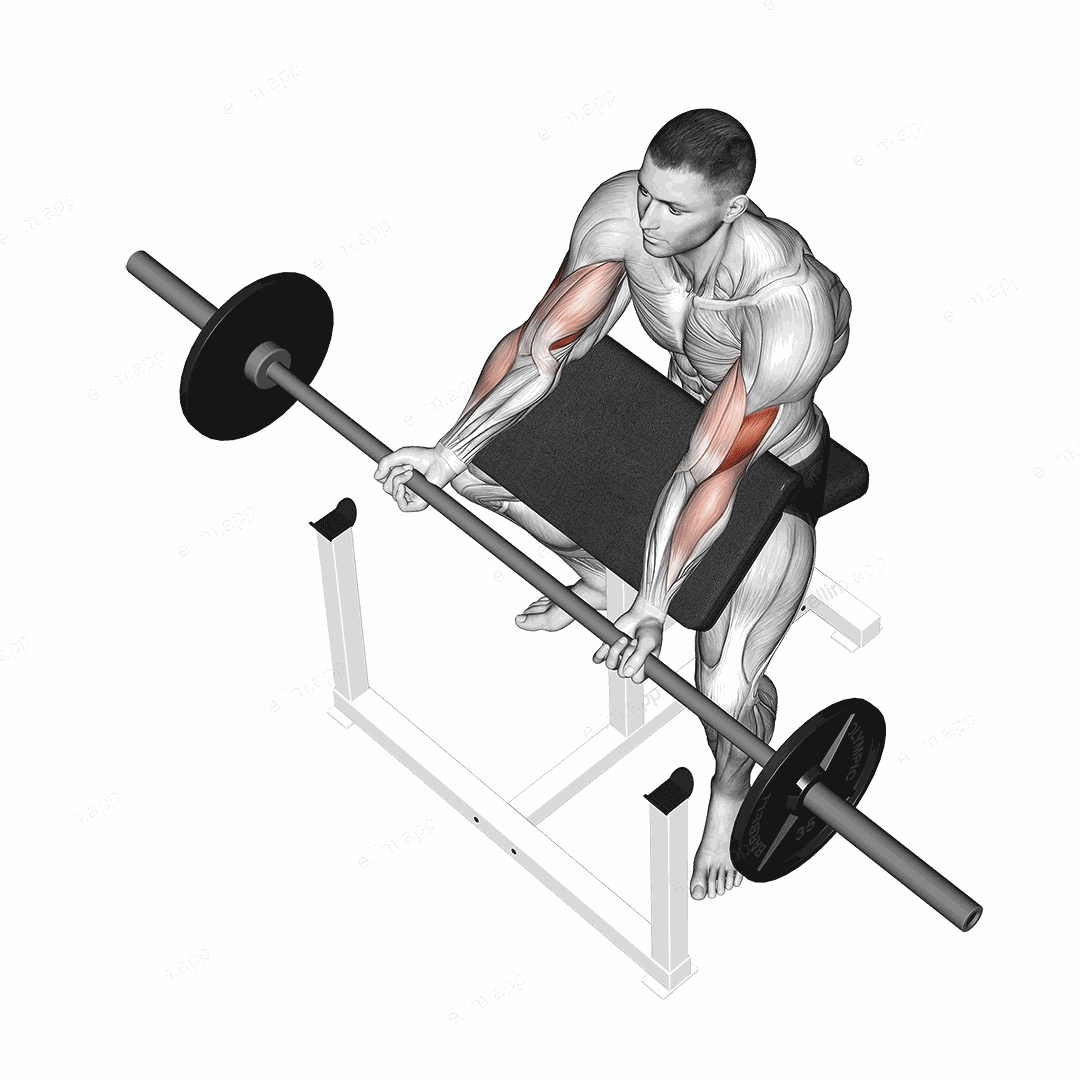 Barbell Preacher Curl exercise targeting Upper Arms and Brachialis