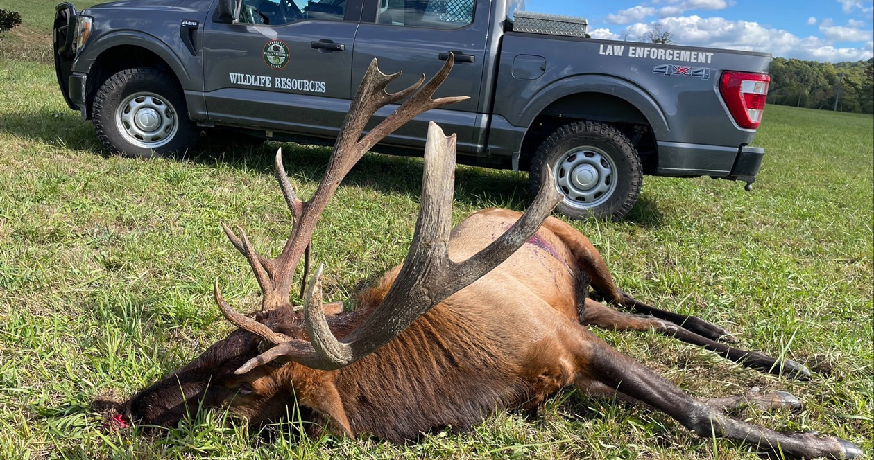 Bull elk poached in Tennessee // GOHUNT. The Hunting Company