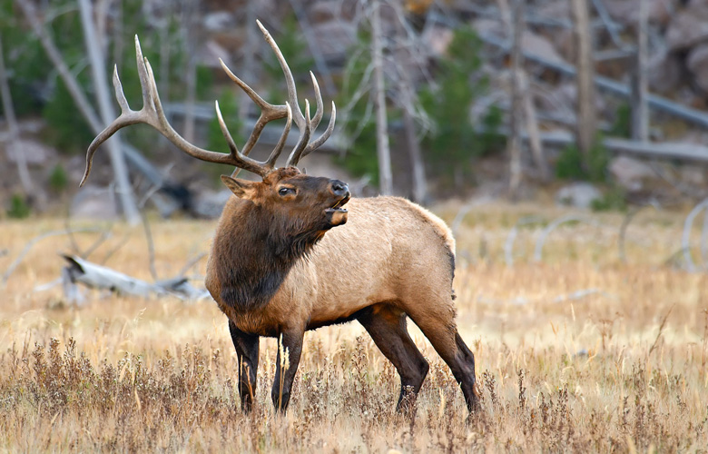 APPLICATION STRATEGY 2016: Utah Elk and Antelope // GOHUNT. The Hunting ...