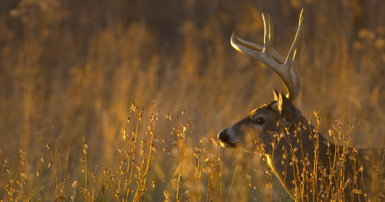 Michigan Whitetail Test Positive For Bovine Tuberculosis GOHUNT The   Michigan Whitetail Bovine Tuberculosis H1 