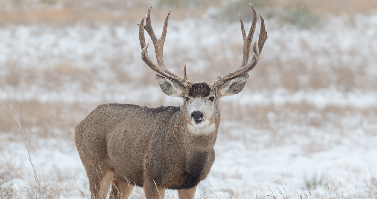 Application Strategy 2022 Colorado mule deer // GOHUNT. The Hunting