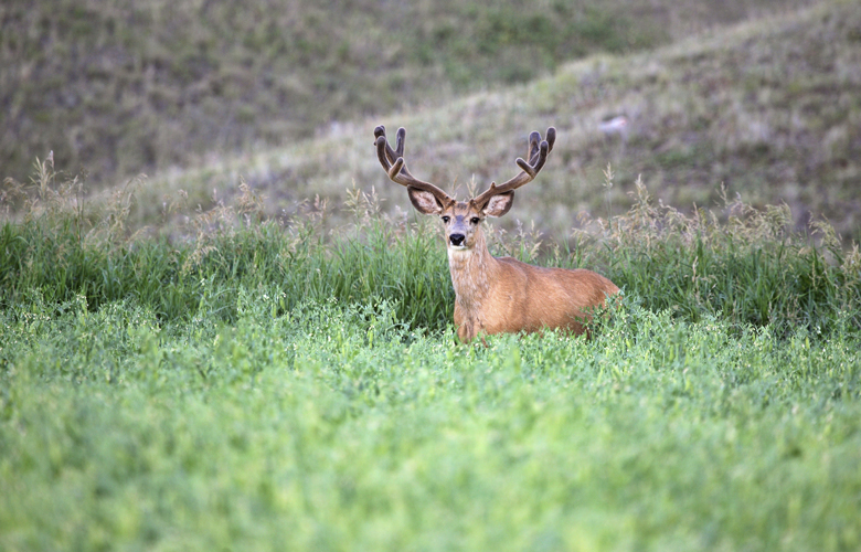 APPLICATION STRATEGY 2015 Wyoming deer and antelope // GOHUNT. The
