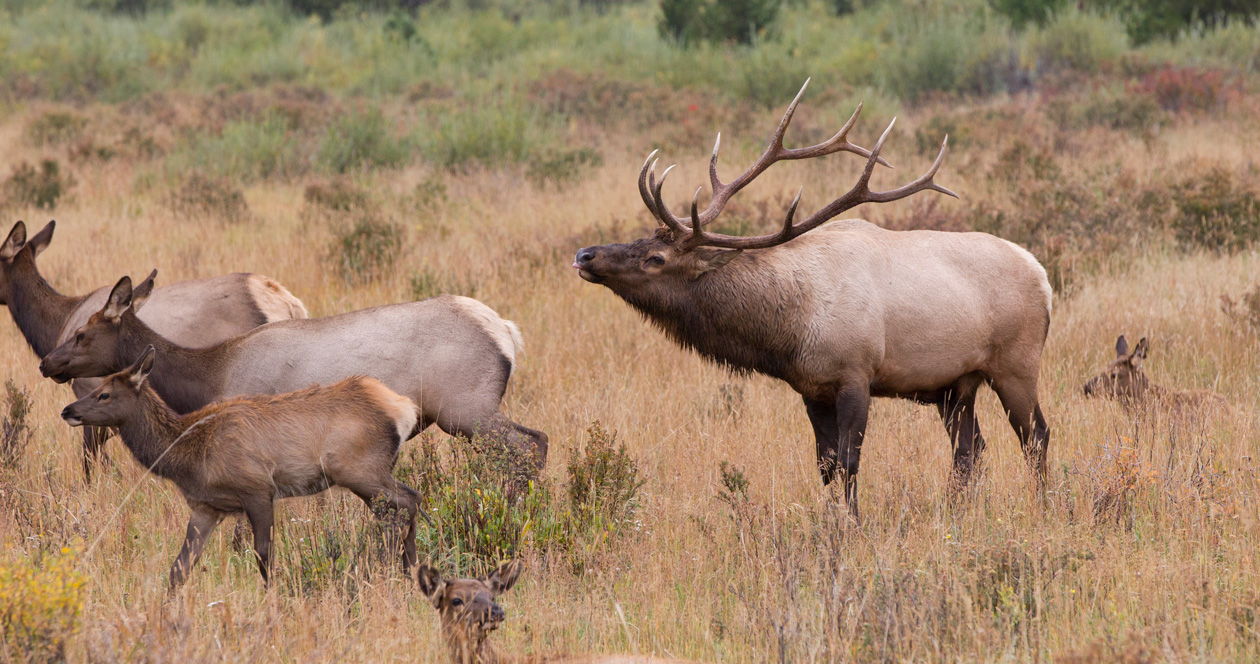 Idaho Update Returned General Season Tags Available As 2nd Tags For