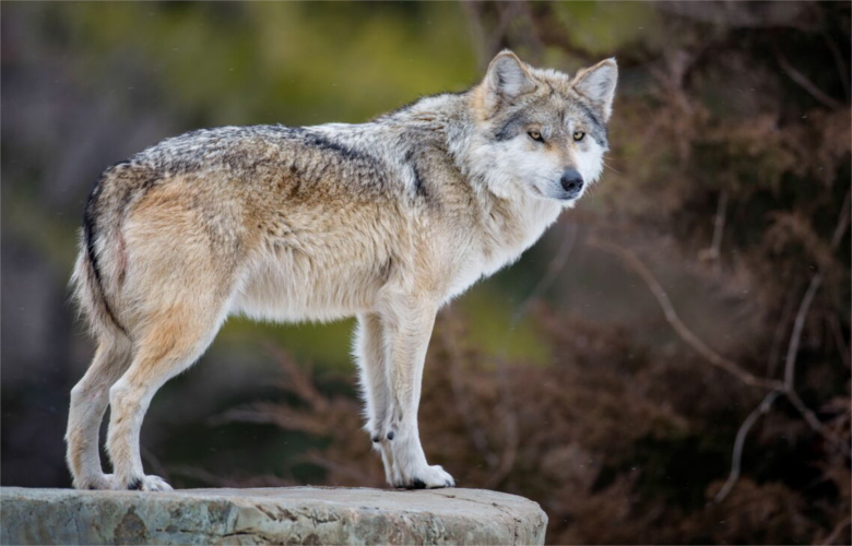 Oregon delists wolves // GOHUNT. The Hunting Company
