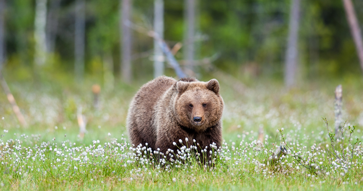 Woman Approaches Grizzly Bear In Yellowstone National Park // GOHUNT ...