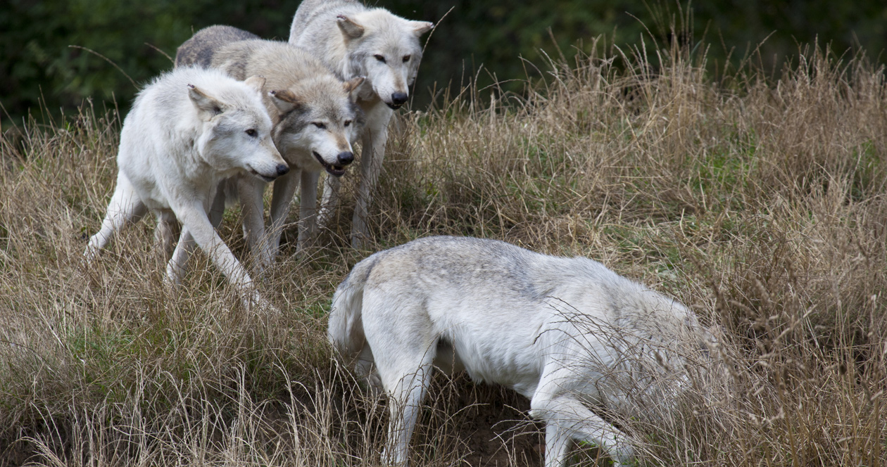 Idaho wolves killed to help struggling elk herd // GOHUNT. The Hunting
