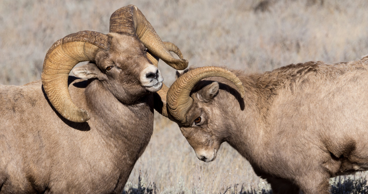 Montana proposes bighorn sheep relocation in Little Belt Mountains ...