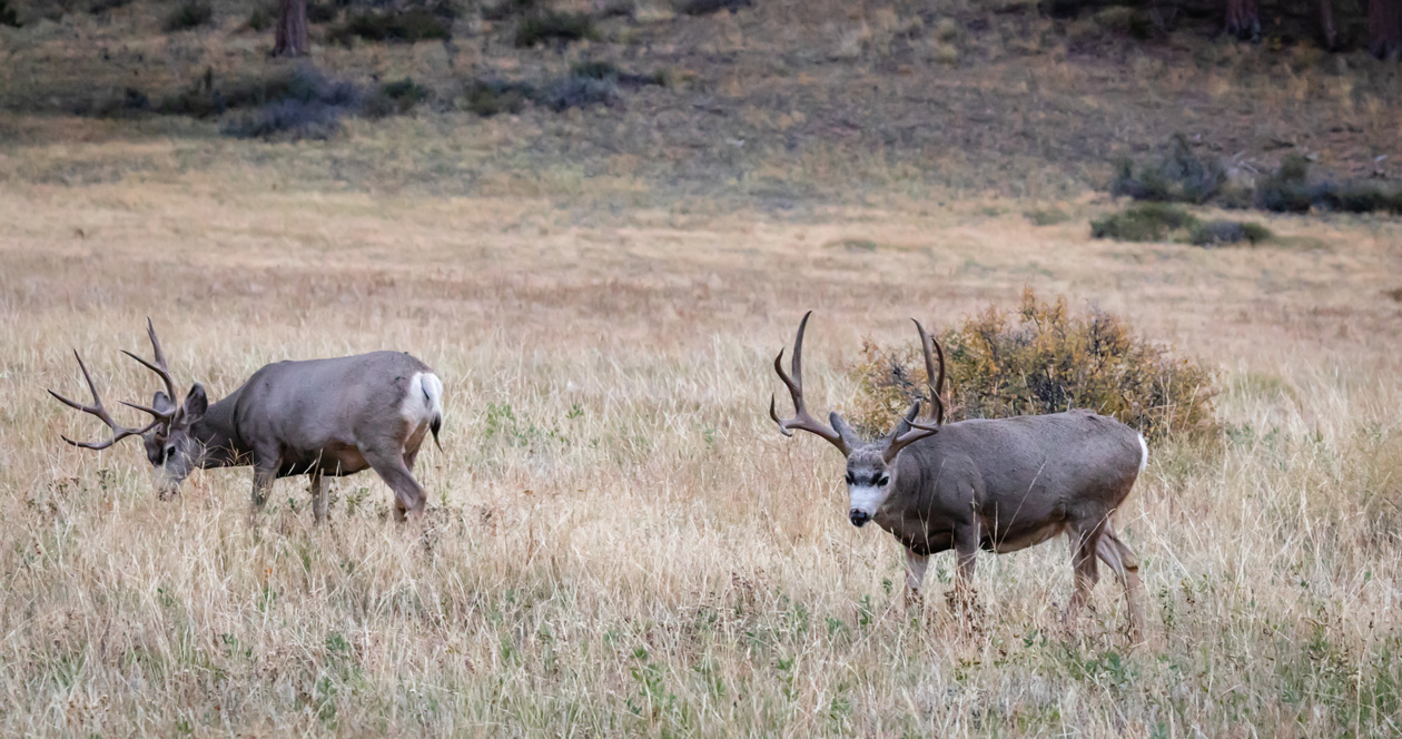 Application strategy 2022 Montana mule deer // GOHUNT. The Hunting Company