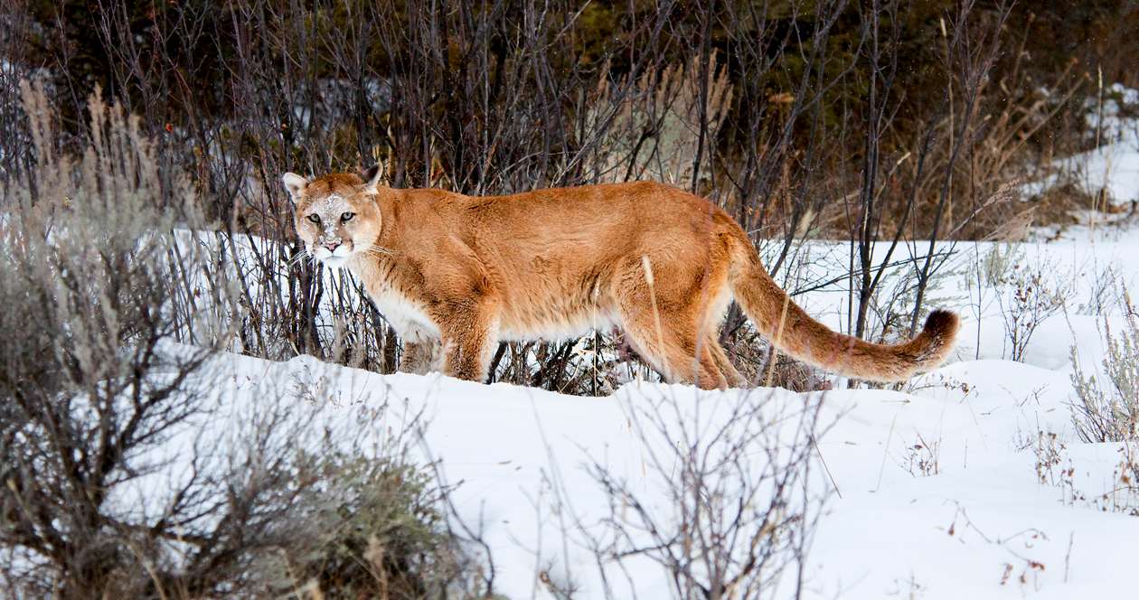 Los Angeles mountain lions studied in California