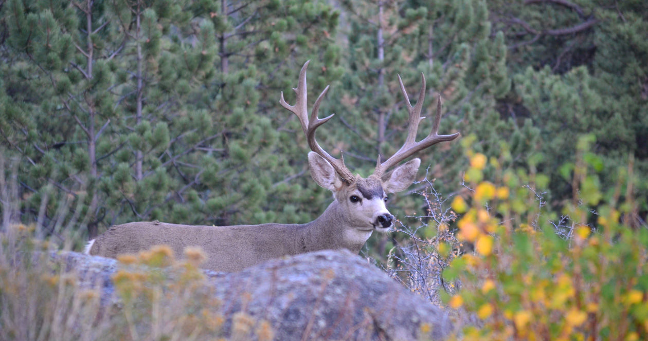 2023 Utah leftover tag sale information // GOHUNT. The Hunting Company