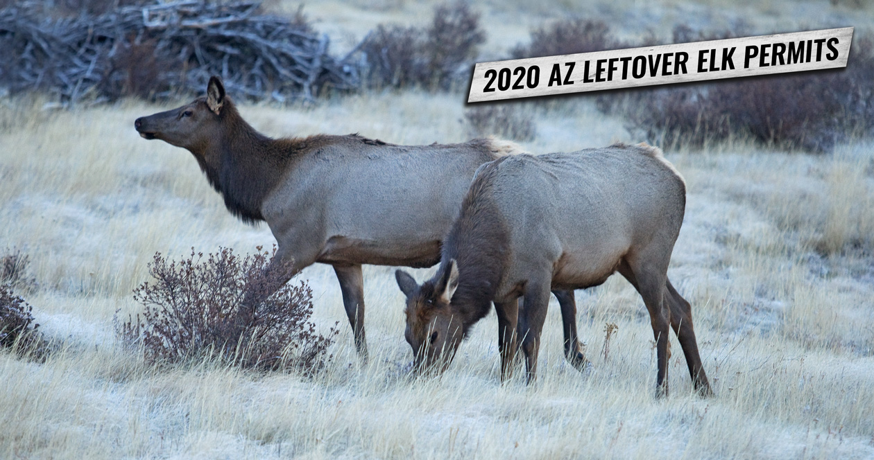 2020 Arizona leftover elk hunting permit list // GOHUNT. The Hunting
