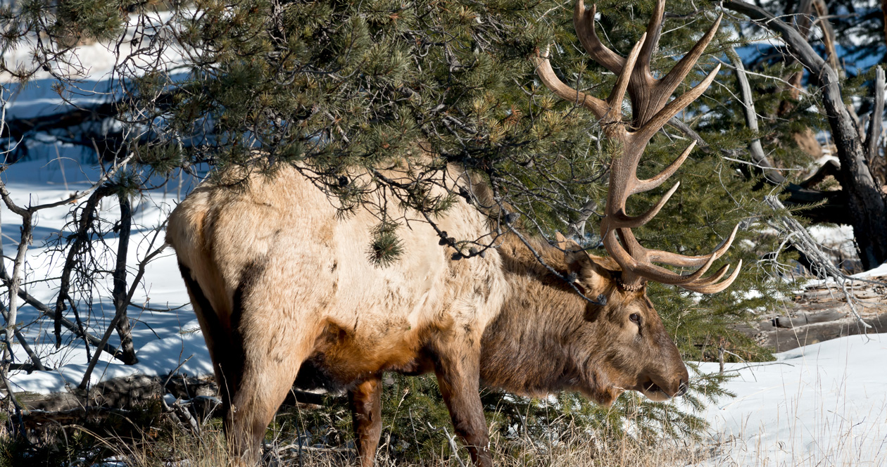 Early October 2022 Idaho Update Returned General Season Tag List