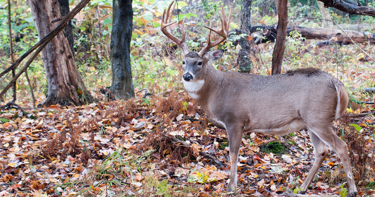 EHD kills 2,000 whitetail deer in eastern Oregon // GOHUNT. The Hunting