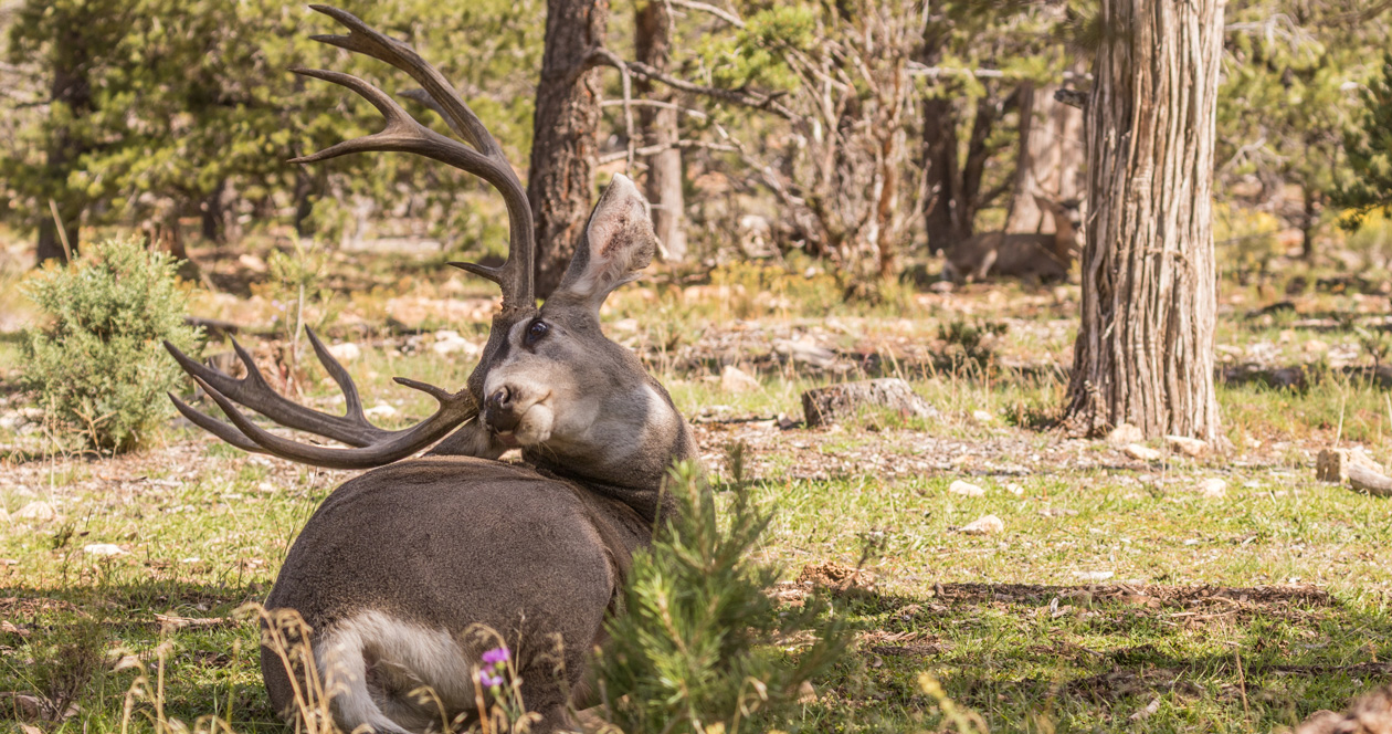 How to Apply for Colorado Mule Deer Hunts and More Information You Need ...