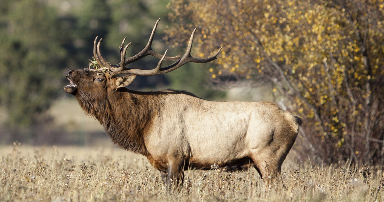 How to Apply for Washington Deer and Elk Hunts and More Information You