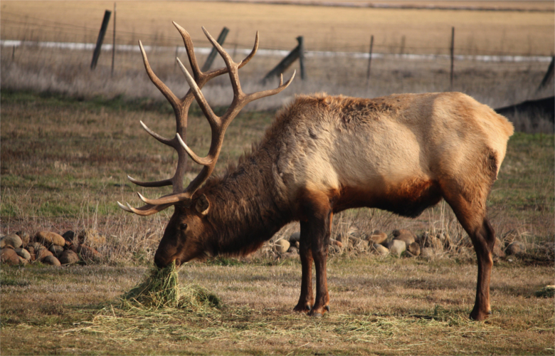 Giant Washington bull might have been poached // GOHUNT. The Hunting ...