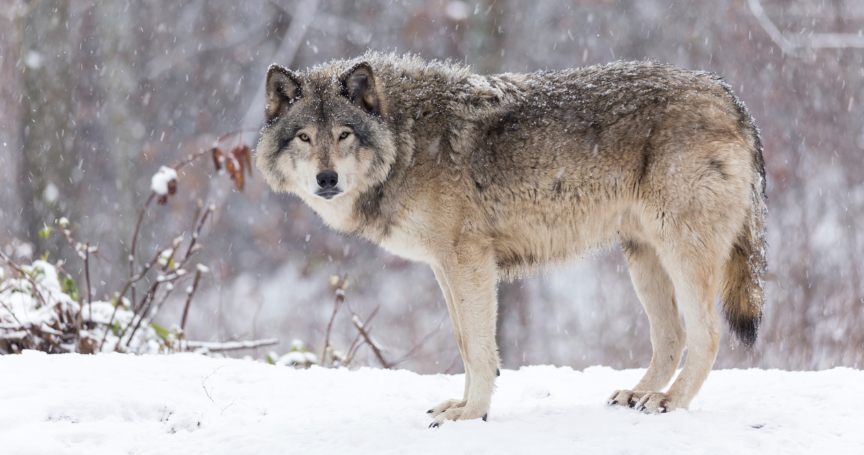 Colorado Moves Forward With Wolf Reintroduction Gohunt The Hunting Company 5184