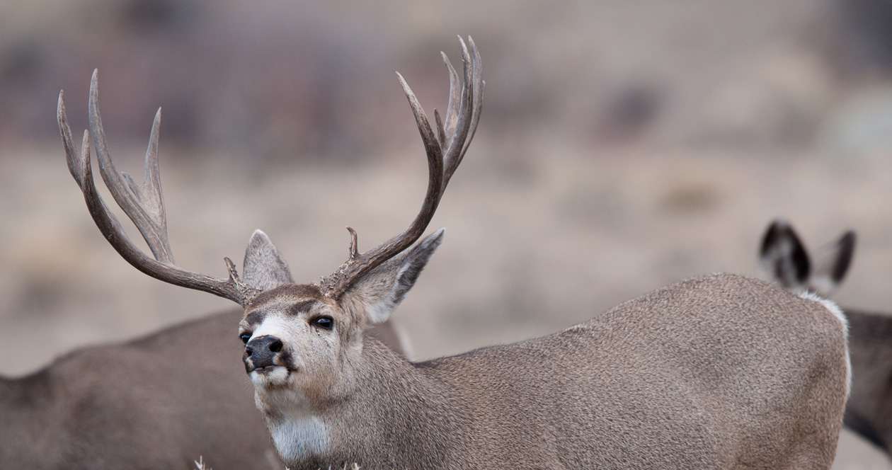 List of returned Idaho general season tags — August 2023 // GOHUNT. The