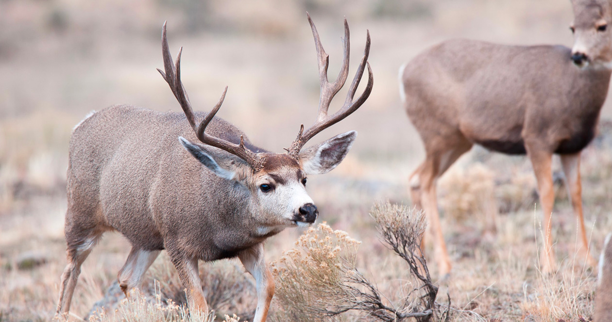 New data gathered on mule deer migration in Navajo Nation // GOHUNT