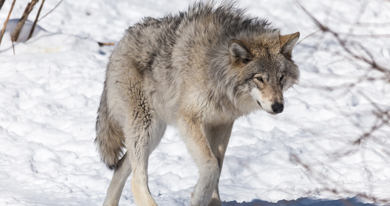 IDFG removes 17 wolves in Lolo elk zone // GOHUNT. The Hunting Company