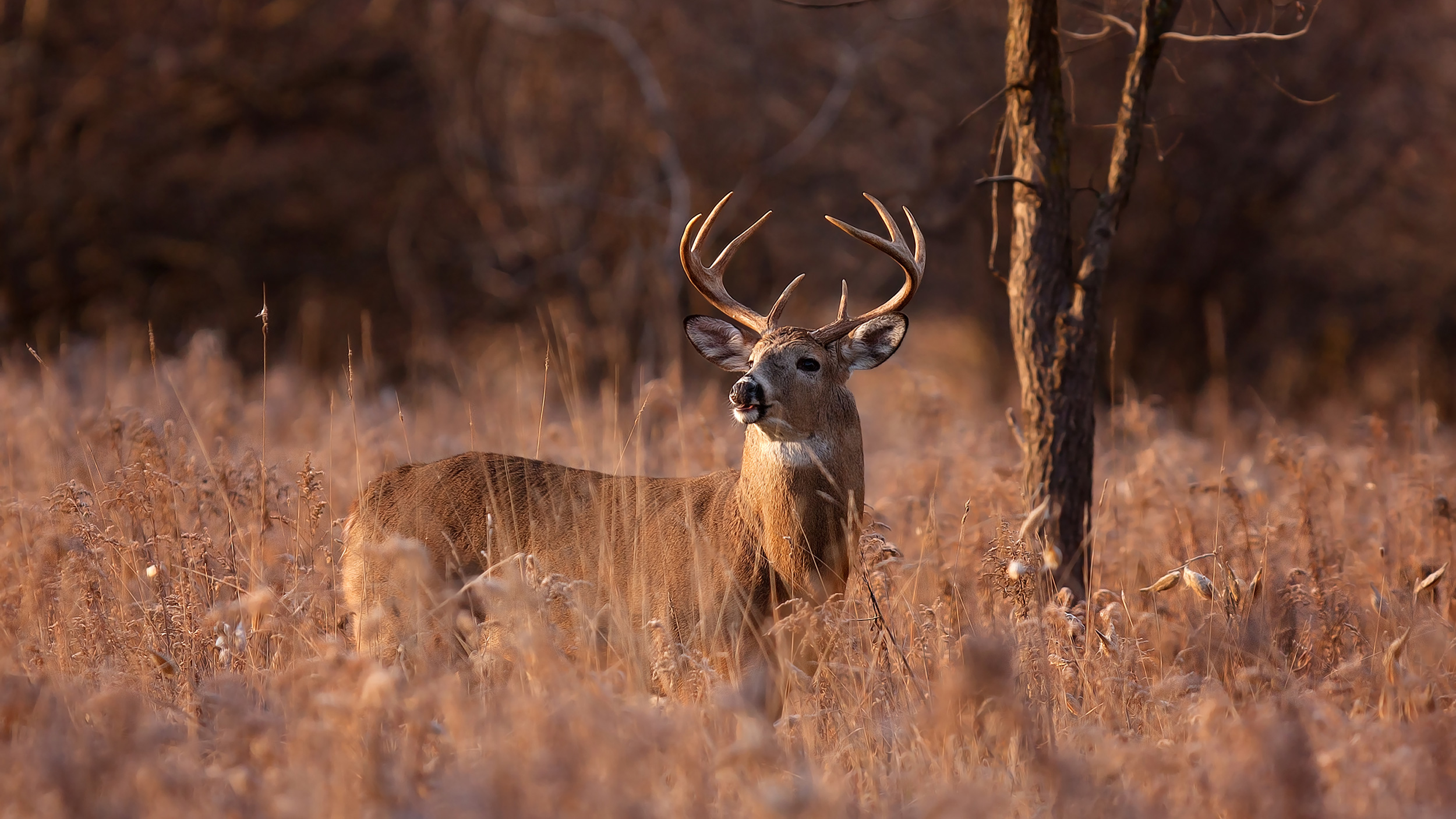 How to purchase Iowa deer preference points — a stepbystep guide