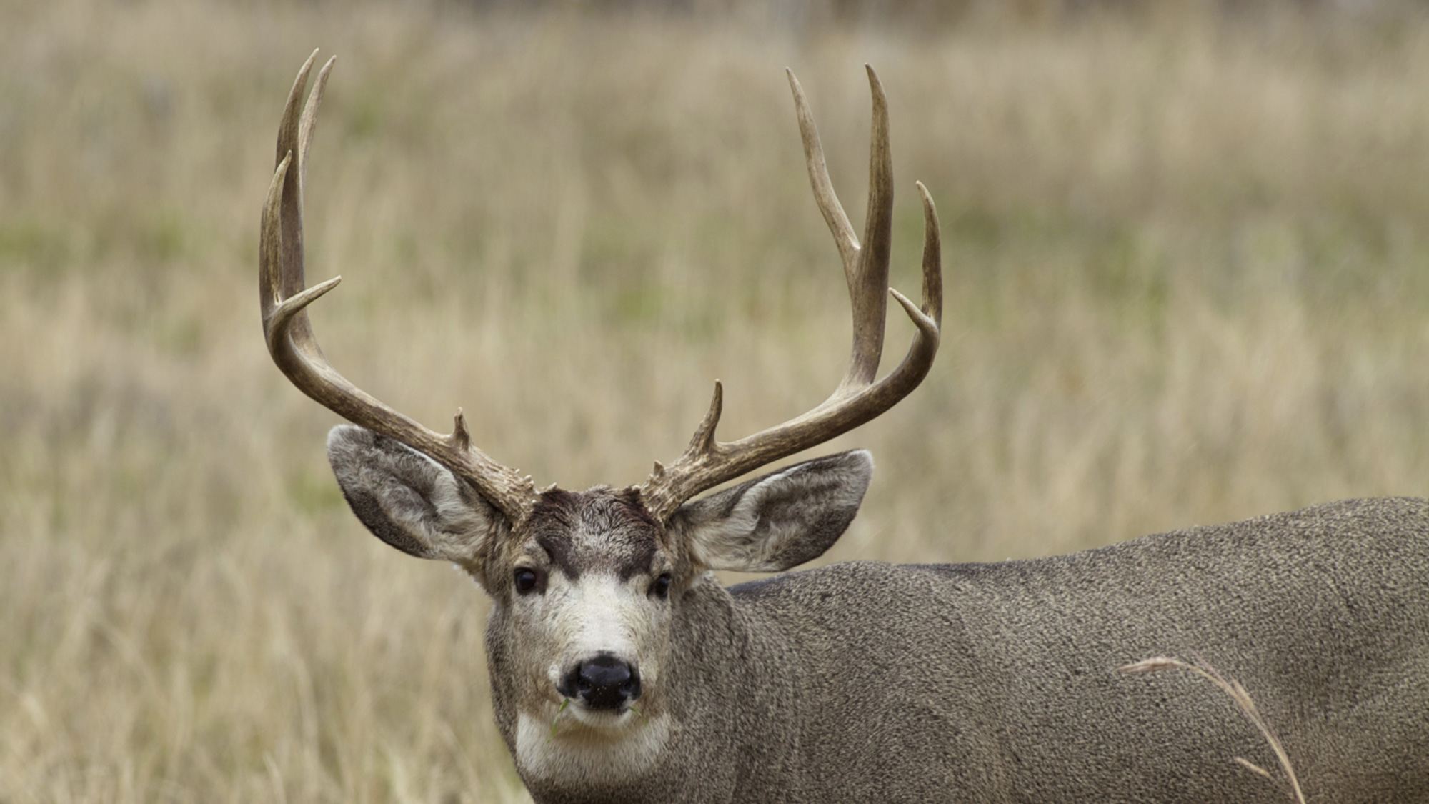 Application Strategy 2024 North Dakota deer gun // GOHUNT. The Hunting