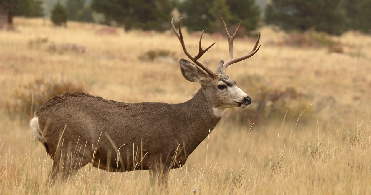 Badlands mule deer bounce back // GOHUNT. The Hunting Company