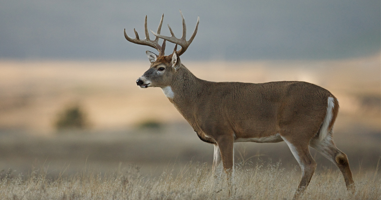 South Dakota to approve revised deer regs for 2019 season // GOHUNT