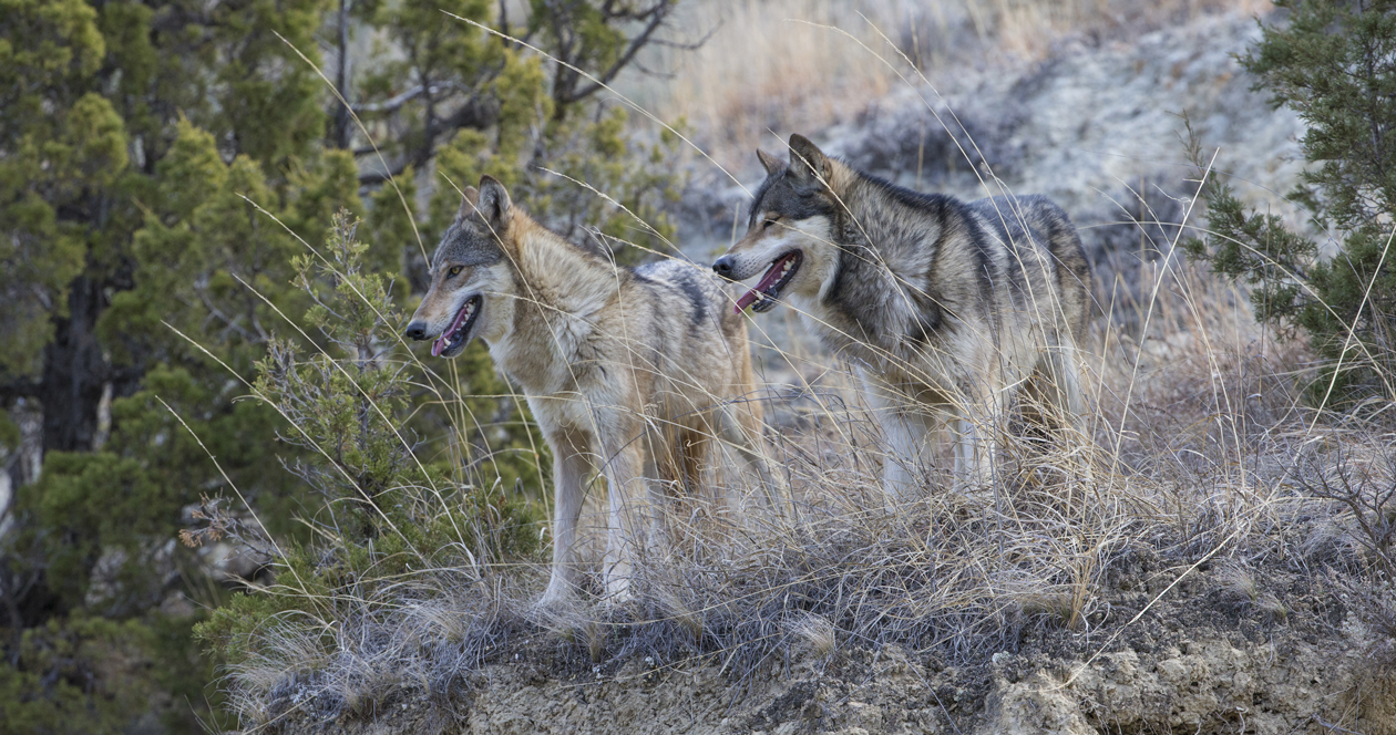 Colorado Holds First Wolf Reintroduction Session // GOHUNT. The Hunting ...