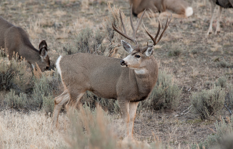 APPLICATION STRATEGY 2016: Idaho Deer, Elk And Antelope // GOHUNT. The ...