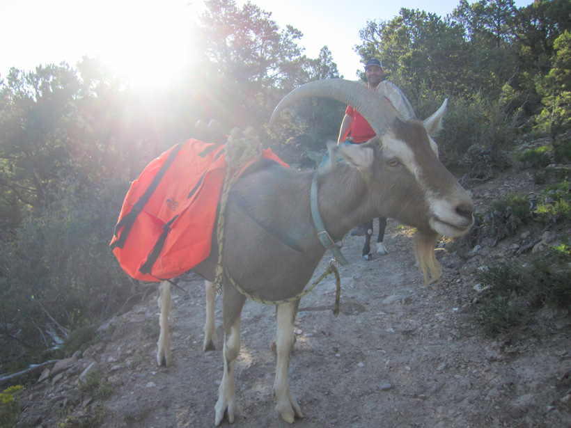 Dylan the Goat Guy  His Top 3 Reasons Pack Goats are the Best Pack Animal  for Backcountry Hunting 