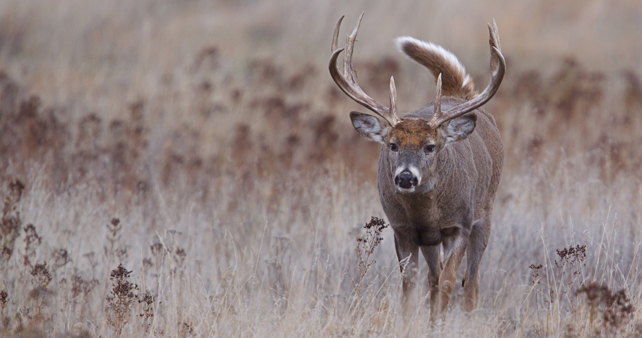 Man Charged With Poaching Trophy Whitetail // GOHUNT. The Hunting Company