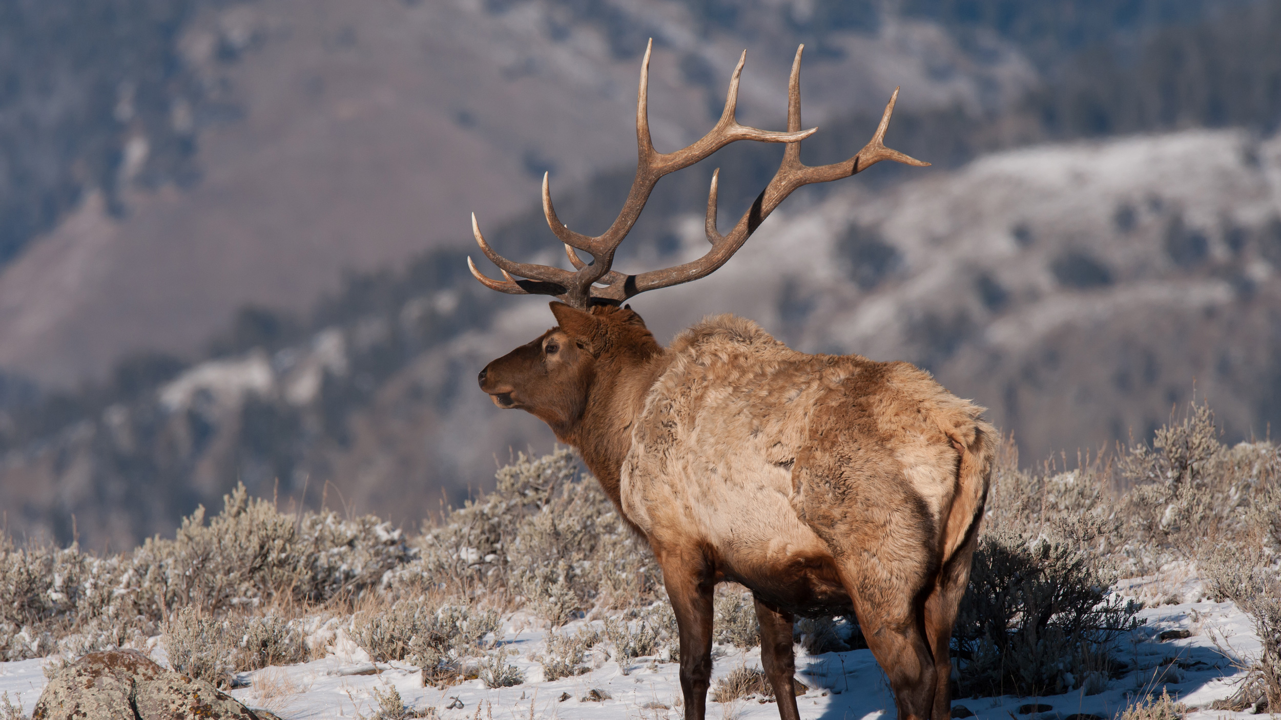 Wyoming announces updates to nonresident elk hunting // GOHUNT. The