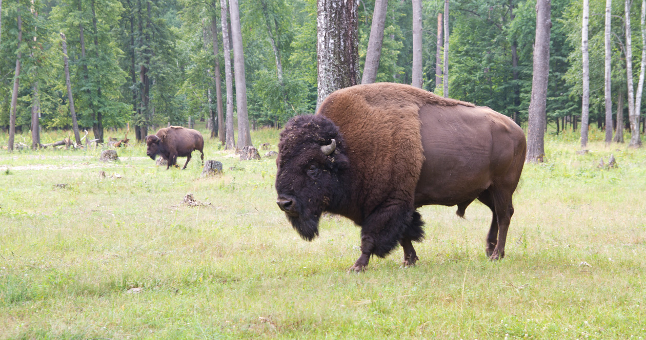 Bison get more room to roam in South Dakota // GOHUNT. The Hunting Company
