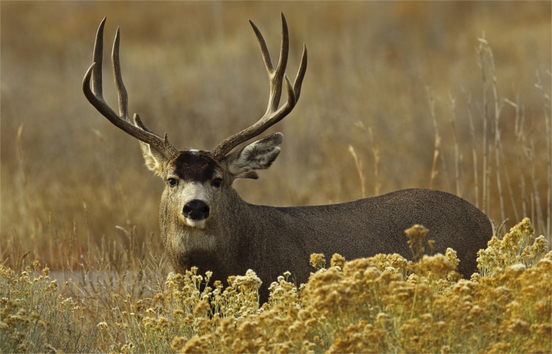 CWD confirmed in Wyoming mule deer buck // GOHUNT. The Hunting Company