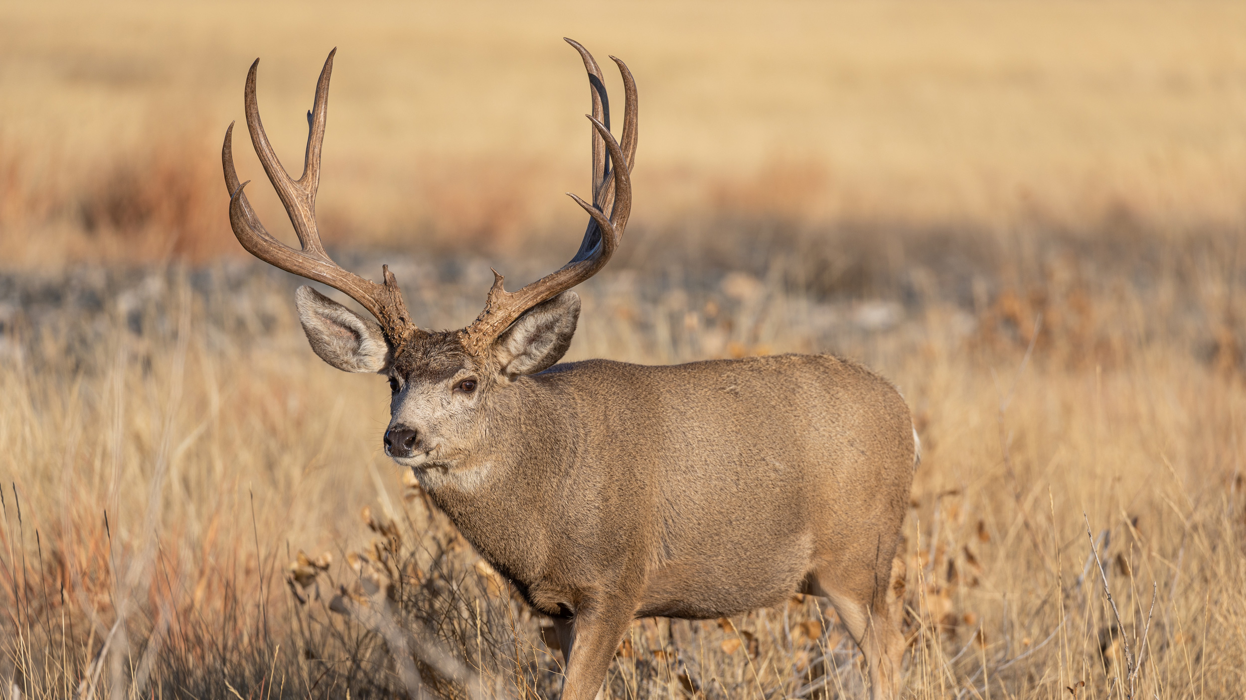 2024-utah-leftover-hunting-tag-sale-information-gohunt-the-hunting