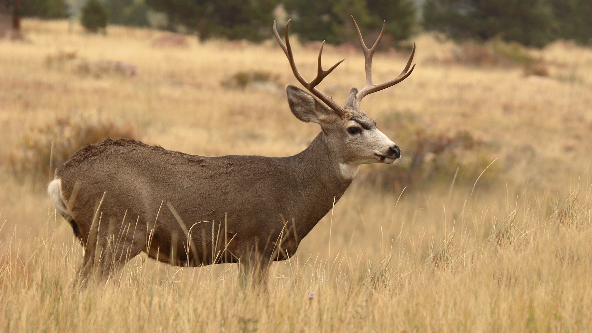 Application Strategy 2024: South Dakota rifle deer // GOHUNT. The ...