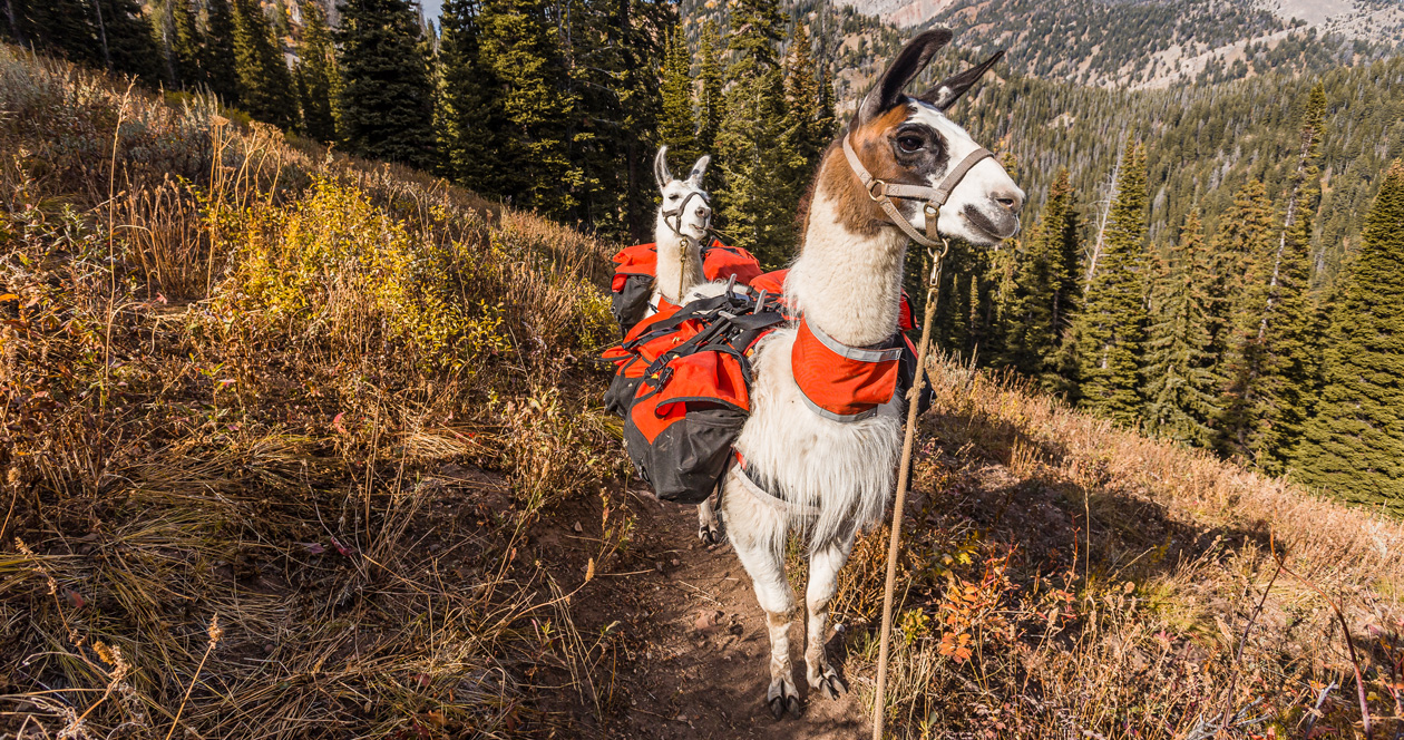 Is It Immoral to Use Pack Animals for Trekking?