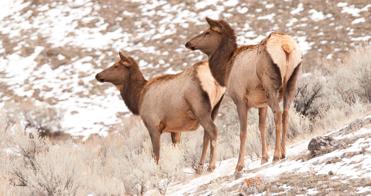 Montana seeks input on proposed changes to deer and elk regulations