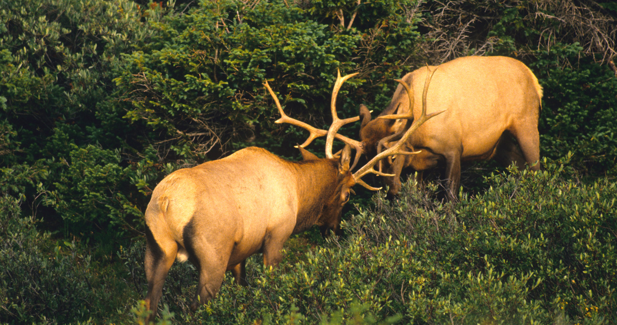 How to Apply for Oregon Antelope and Elk Hunts in 2023 // GOHUNT. The