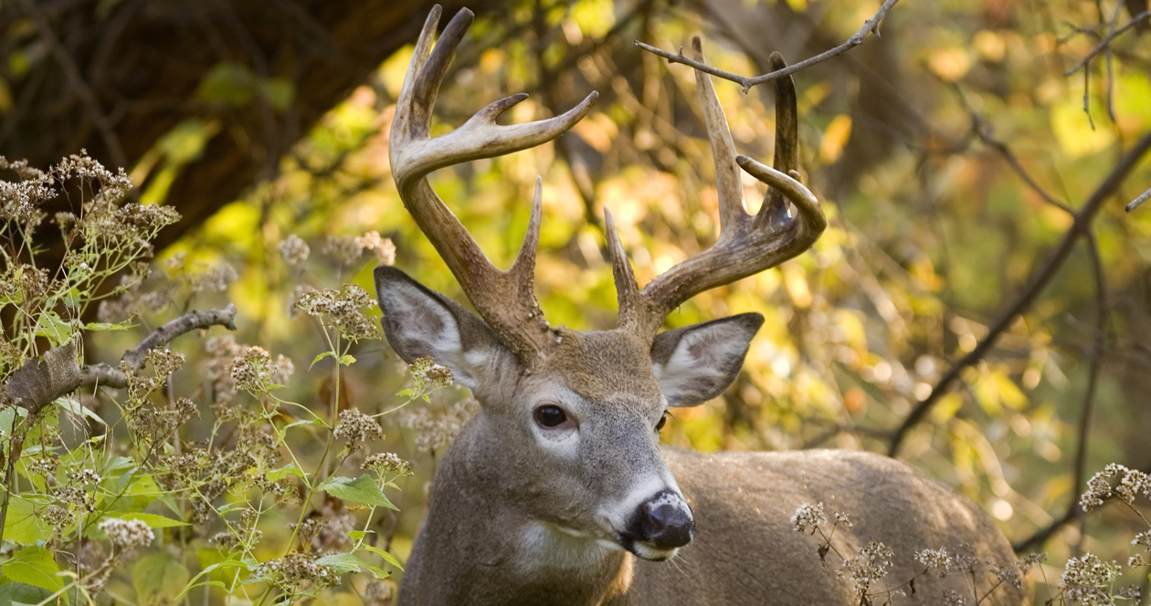 CWD most prevalent in northwest Kansas // GOHUNT. The Hunting Company