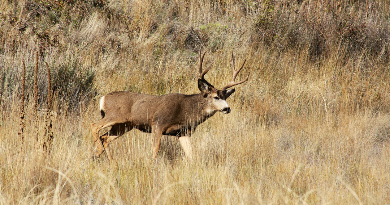 South Dakota changes deer license allocation // GOHUNT. The Hunting Company