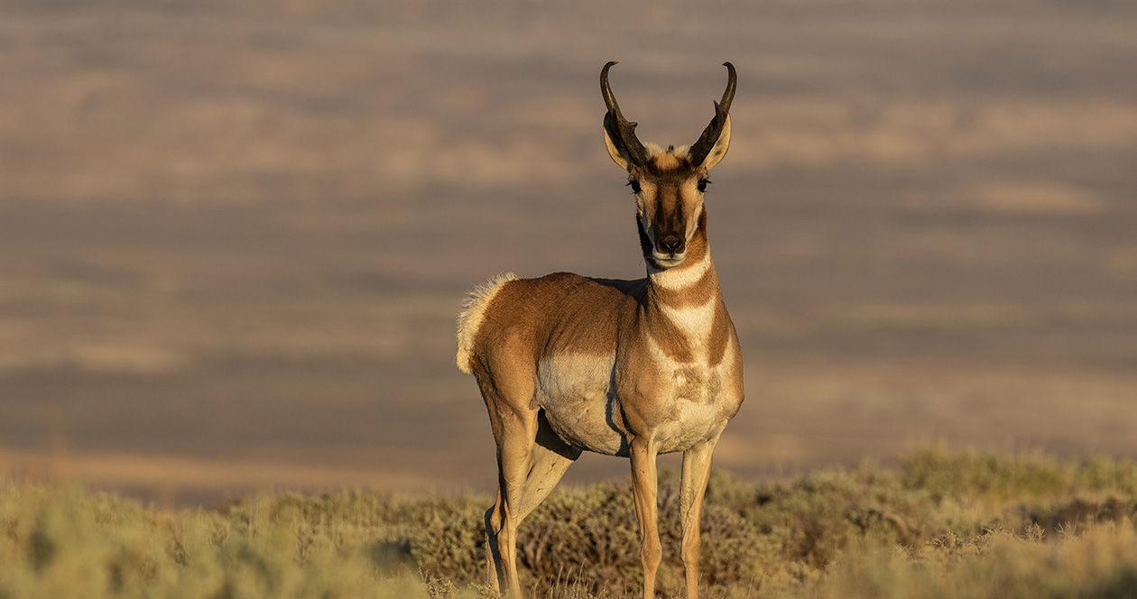 North Dakota expects fewer antelope during summer survey // GOHUNT. The