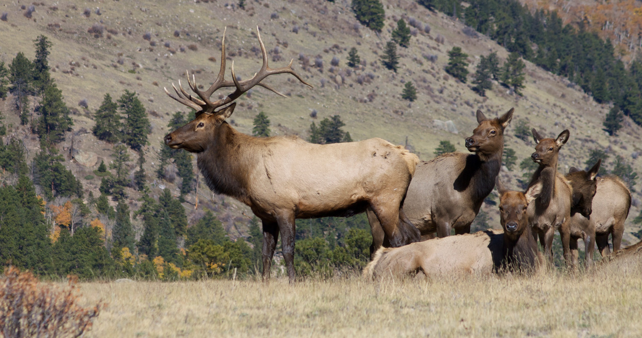 CPW releases new report on state wildlife migration // GOHUNT. The ...