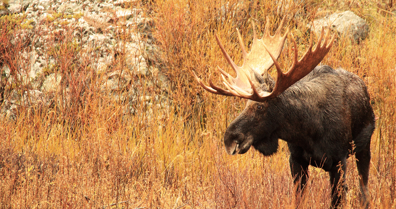 Application Strategy 2023 Idaho moose, bighorn sheep & mountain goat