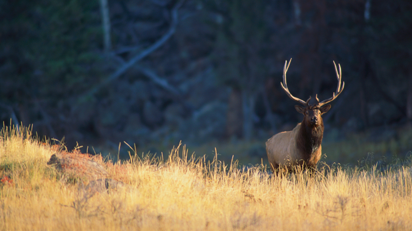 Full Breakdown of Colorado Elk Seasons // GOHUNT. The Hunting Company