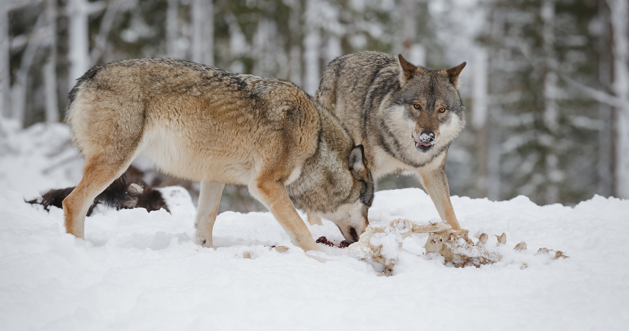 Wolves killed in Idaho to help elk population // GOHUNT. The Hunting ...
